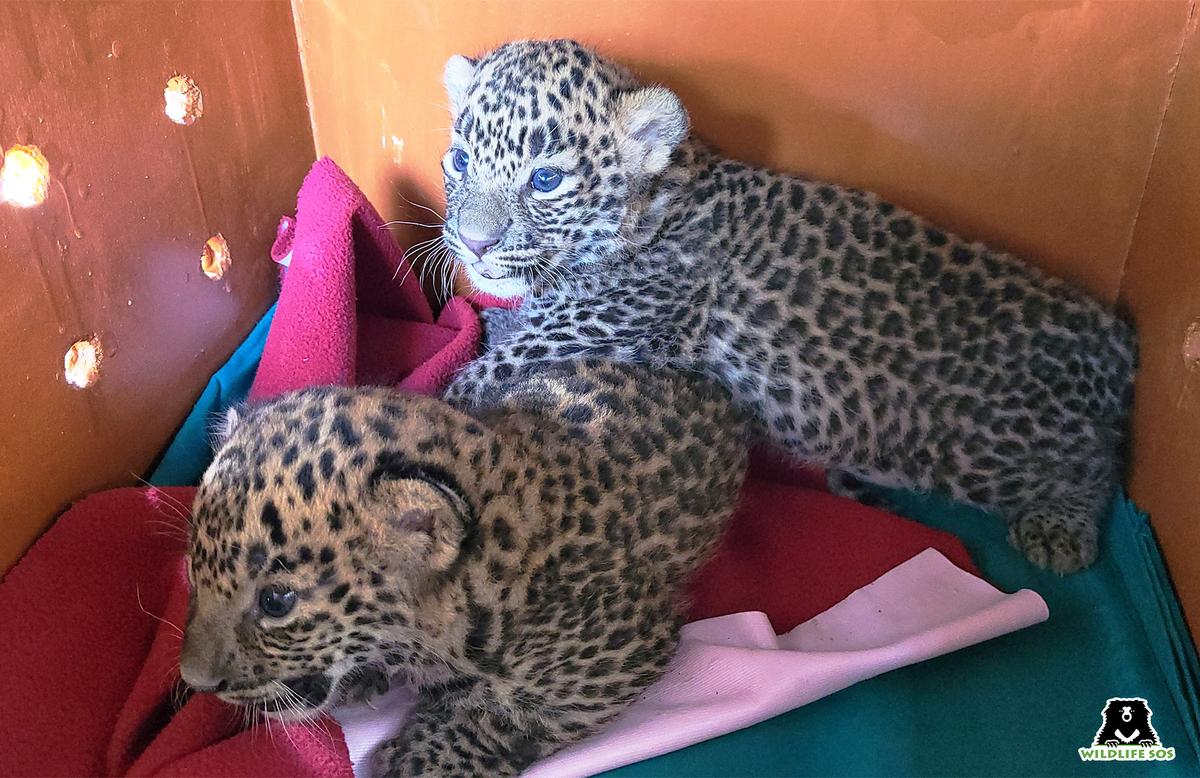 Two leopard cubs were found by farmers in a sugarcane field in Nirgude village in Junnar, Maharashtra. (Courtesy of <a href="https://wildlifesos.org/">Wildlife SOS</a>)