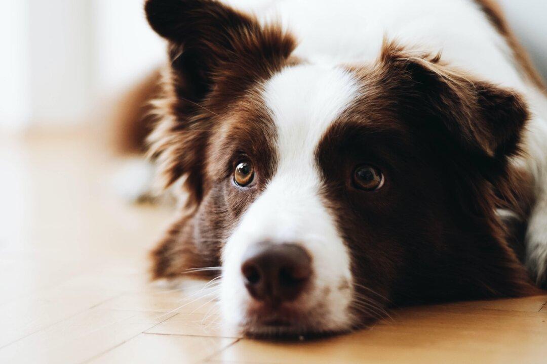 Yes, Your Dog Can Understand What You’re Saying — to a Point