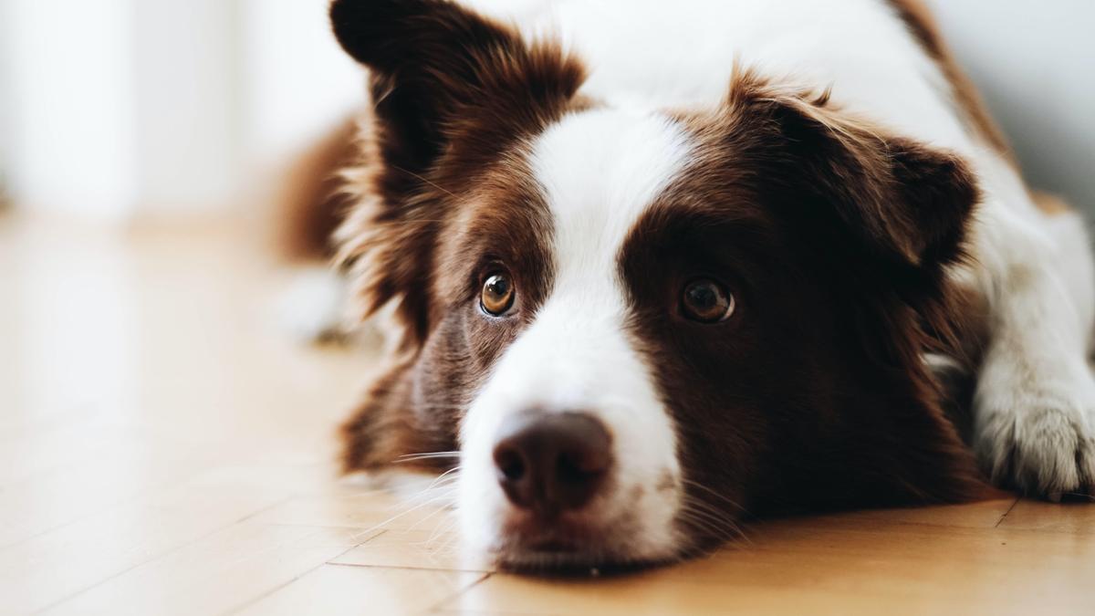 Yes, Your Dog Can Understand What You’re Saying — to a Point