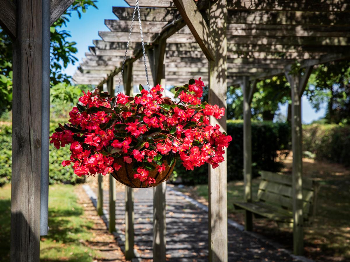 Begonia Viking Explorer Rose on Green F1. (Courtesy of All-America Selections)