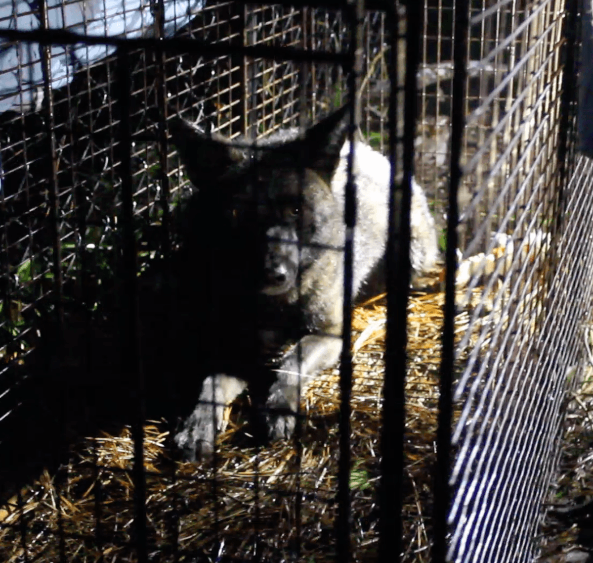 Carmine after he was captured in a trap. (Courtesy of Brandon Sanders/<a href="http://www.sanderswildlife.com/contact-us">Sanders Wildlife</a>)