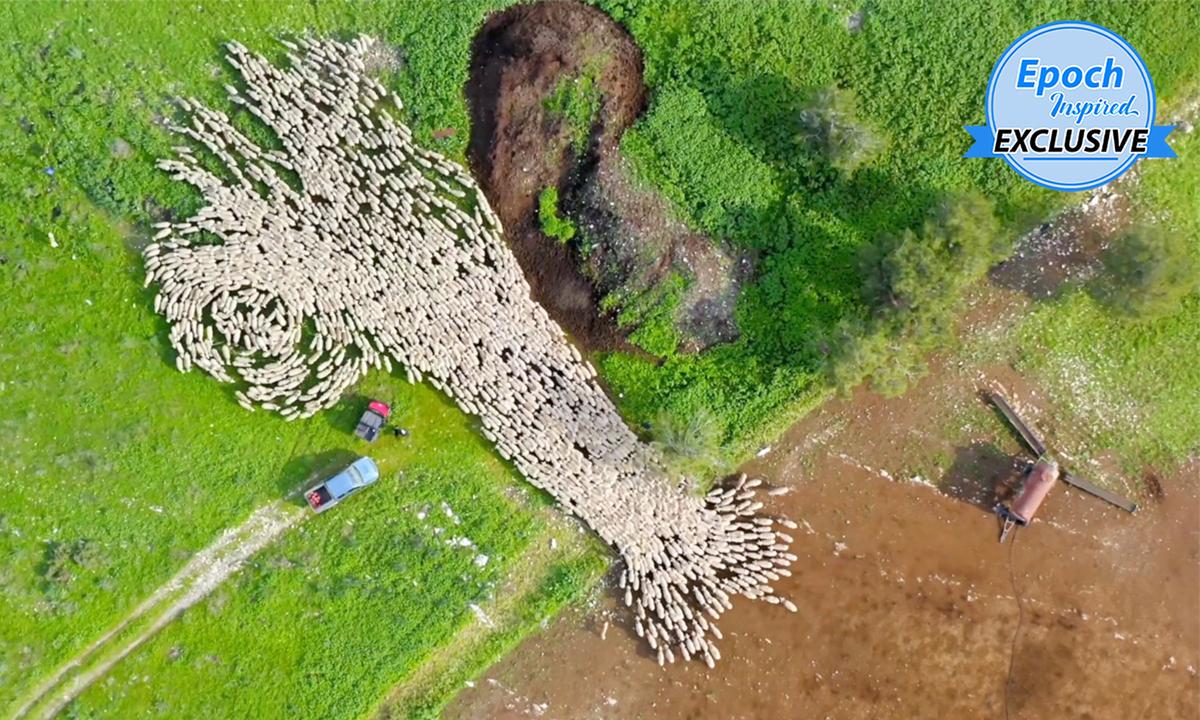 Drone Videographer Captures Incredible Footage of Sheep Herding Over 7 Months in Israel