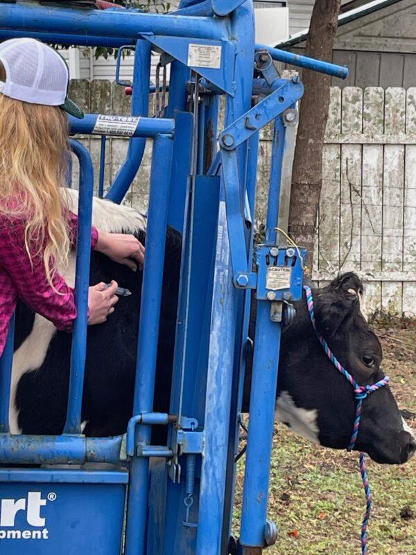 Florida veterinary student Rebecca Mann injects one of her cows with ivermectin as a routine deworming treatment on Jan. 25. (Courtesy of Linda Mann)
