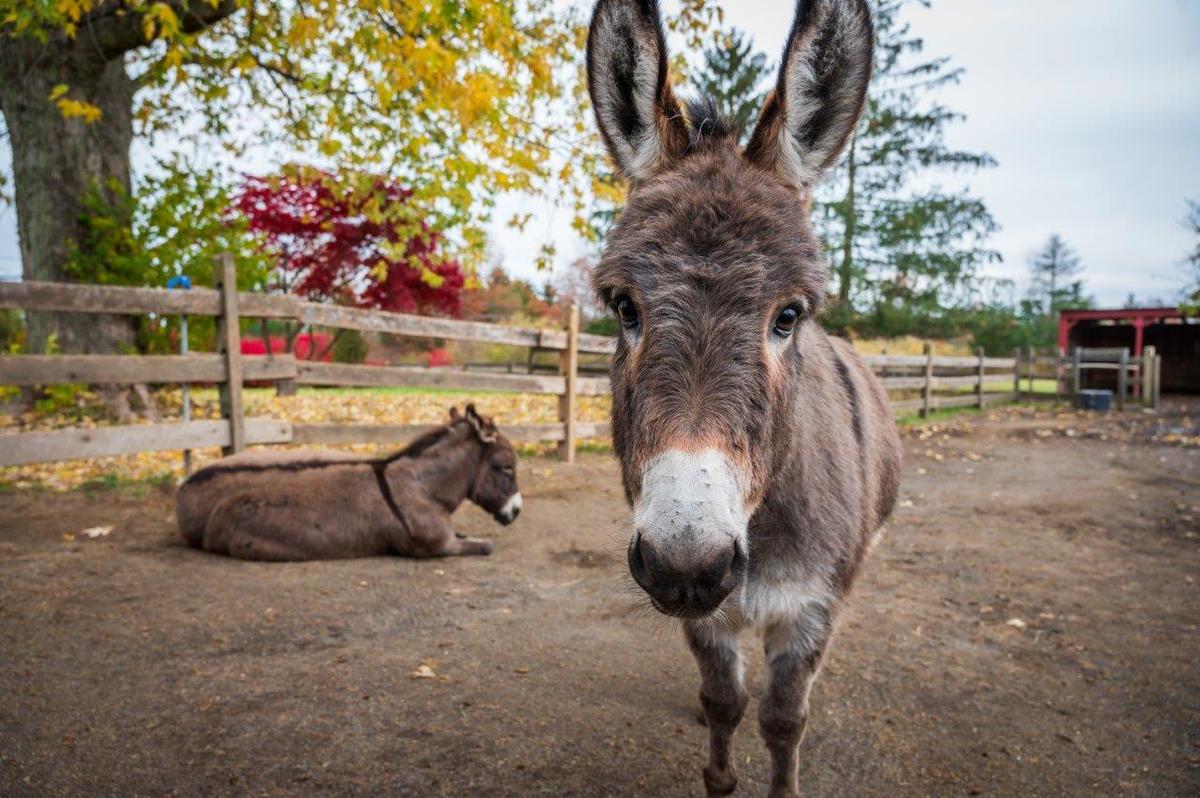 Donkeys at The Farmette. (Rob Cardillo for American Essence)