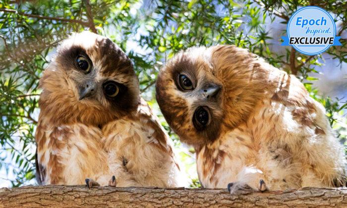 ﻿﻿Cute Wide-Eyed Owls Tilting Their Heads for ‘Photoshoot’ Will Put a Smile on Your Face