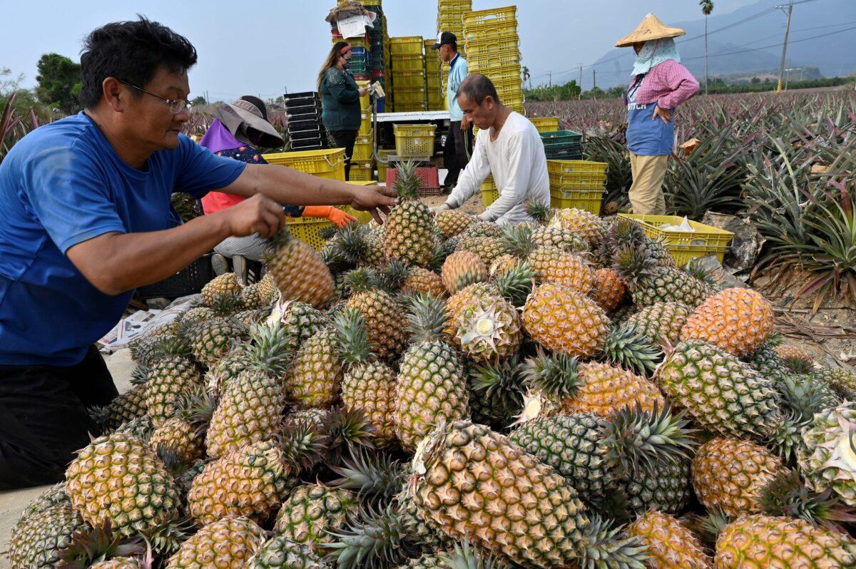 Farmers harvest pineapples in Pingtung county, Taiwan, on March 16, 2021. (Sam Yeh/AFP via Getty Images)