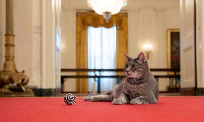 Willow, the Biden family's new pet cat, wanders around the White House on Jan. 27, 2022. (Erin Scott/The White House via AP)