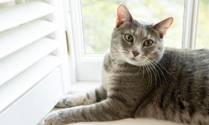 Willow, the Biden family's new pet cat, wanders around the White House on Jan. 27, 2022. (Erin Scott/The White House via AP)