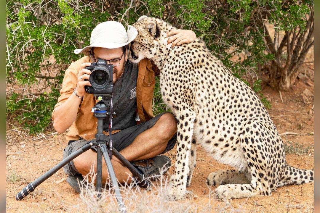 Photos: Lucky Photographer Surprised When Cheetah Quietly Comes Closer and Hugs Him