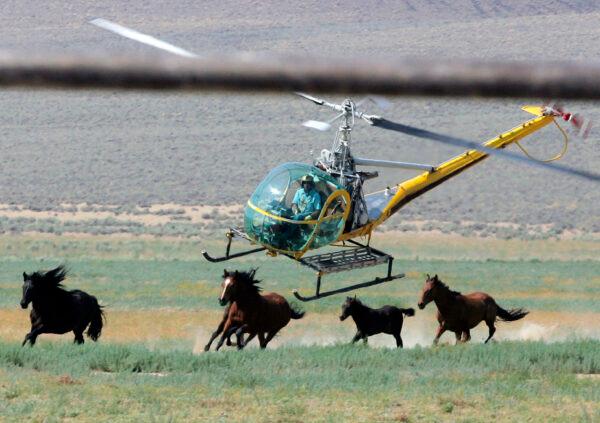 A livestock helicopter pilot rounds up wild horses from the Fox and Lake Herd Management Area in Washoe County, Nev., on July 13, 2008. (Brad Horn/AP Photo)