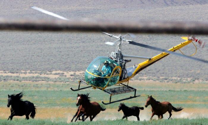 Wyoming Lawmakers Ask Congress to Lift Slaughterhouse Ban as Wild Horse Numbers Get out of Control