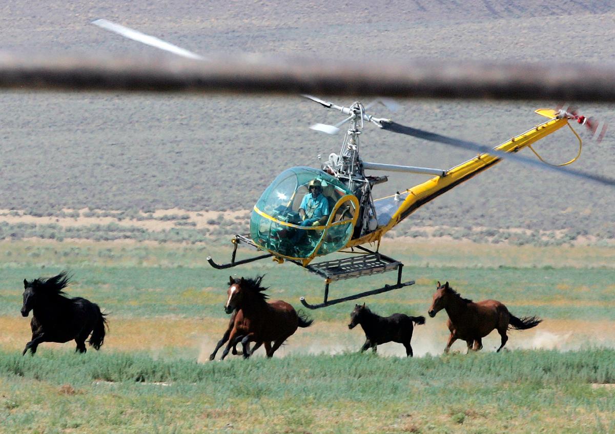 A livestock helicopter pilot rounds up wild horses from the Fox & Lake Herd Management Area in Washoe County, Nev., on July 13, 2008. (Brad Horn/AP Photo)