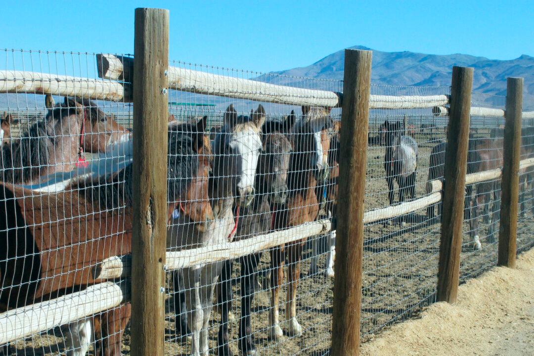 US Judge Will Not Rein In Federal Wild Horse Roundup in Nevada
