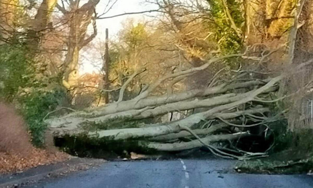 A fallen tree between Shotley Bridge and East Law on the A694 in Durham, northeast England, on Jan. 29, 2022. (Jennifer Dent/Handout via PA)
