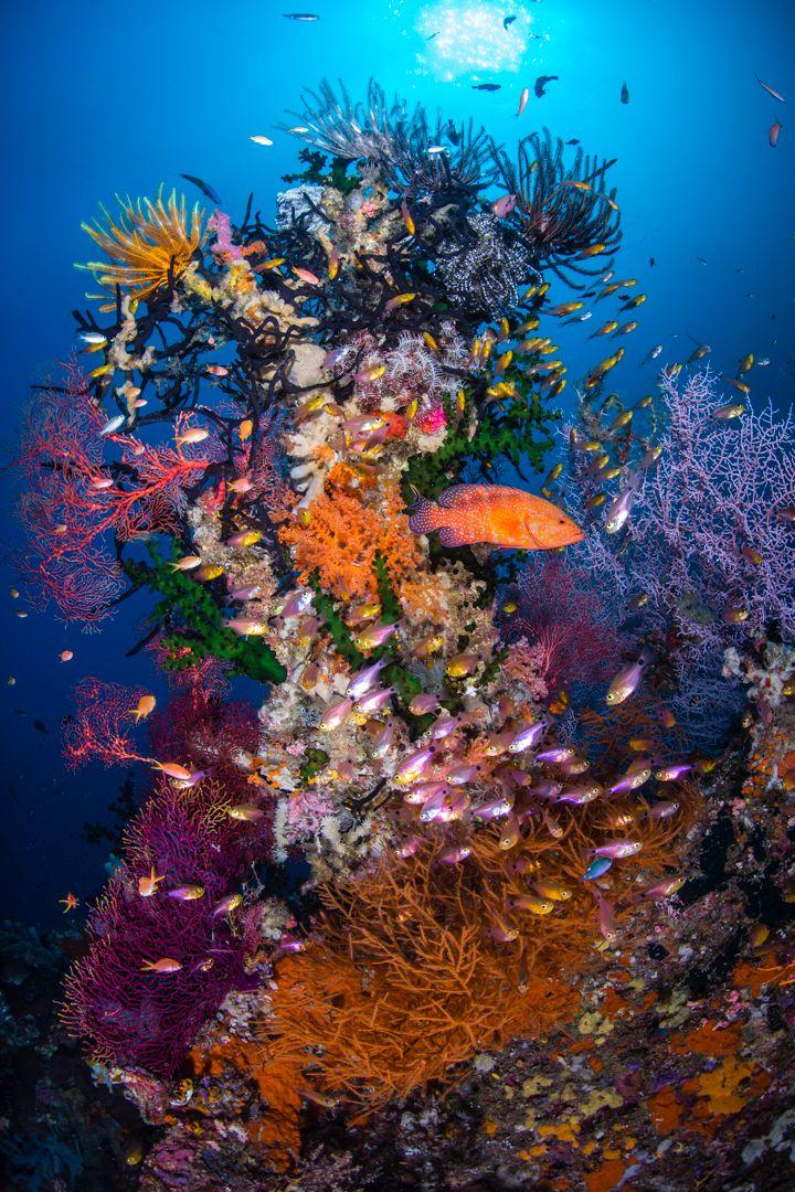 "Raja Reefscape," taken near the Raja Ampat islands in Indonesia in 2018. (Courtesy of Renee Capozzola)