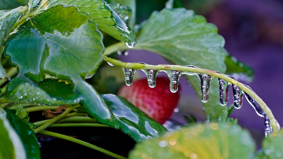 Icicles cling to a strawberry plant in a field in Plant City, Fla., on Jan. 30, 2022. (Chris O'Meara/AP Photo)