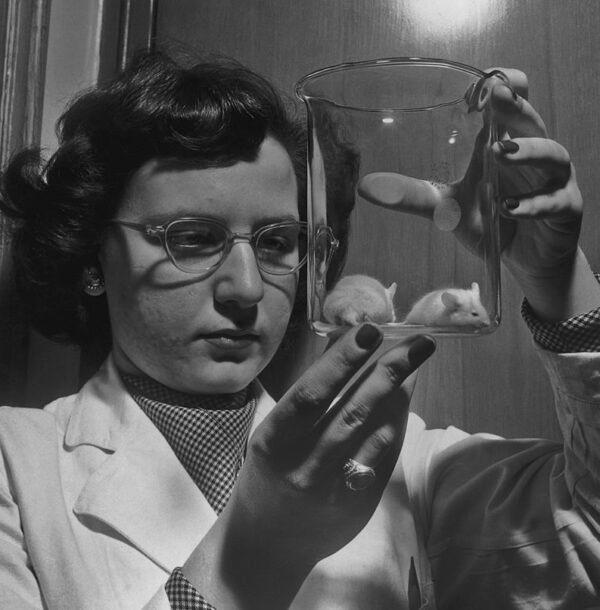 A female laboratory assistant with a pair of mice that have been injected with an extract of tuberculosis as part of research to find an immunising agent for the disease in New York, in 1949. (FPG/Getty Images)