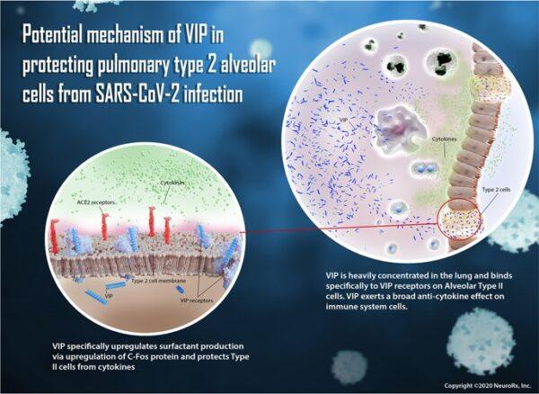 ZYESAMI is a bio-identical synthetic version of a natural chemical made in the human body called vasoactive intestinal polypeptide (VIP). It may help COVID-19 patients by boosting the production of surfactant in the lungs and blocking toxic cytokines, the drug developer, NRx says. (NRx)