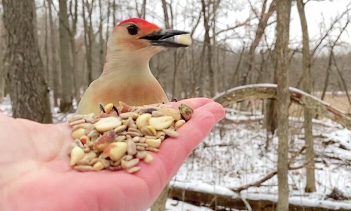 Video: Woman Captures Special Moment She Hand-Fed 2 Red-bellied Woodpeckers One After the Other