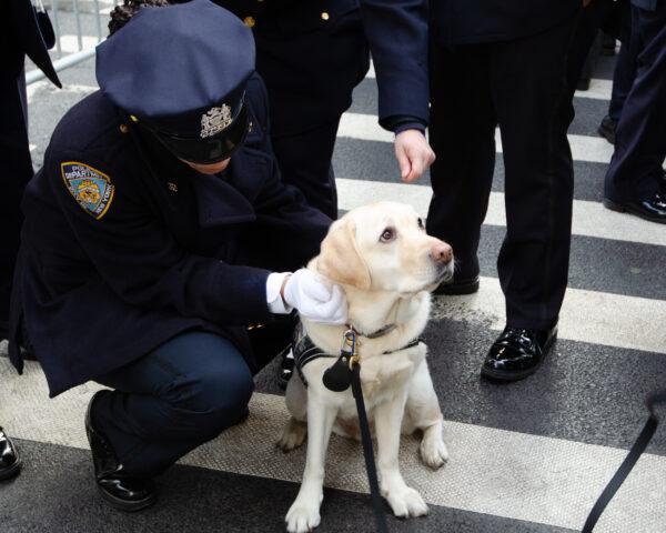 "Det. Jenny," a therapy dog from the NYPD’s Employee Assistance Unit, was available to anyone who needed her at St. Patrick’s Cathedral in NYC for the funeral of fallen policeman, Wilbert Mora, on Feb. 2, 2022. (Dave Paone/The Epoch Times)
