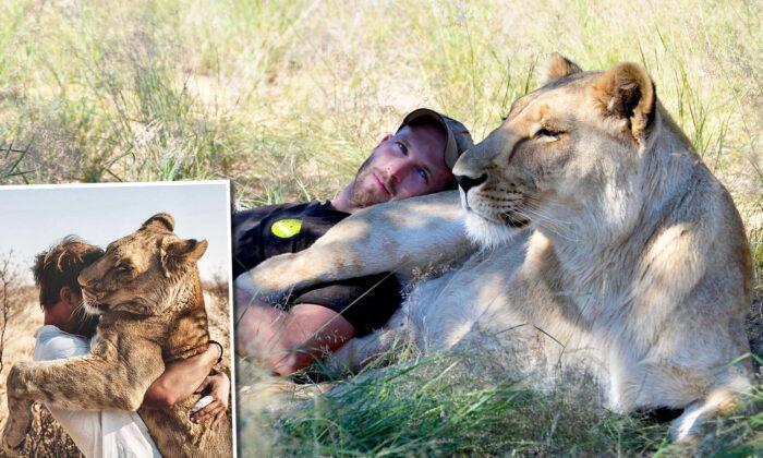 Man Receives Tender Cuddles From a Fully-Grown Lion He Saved as an Abandoned Cub 9 Years Ago