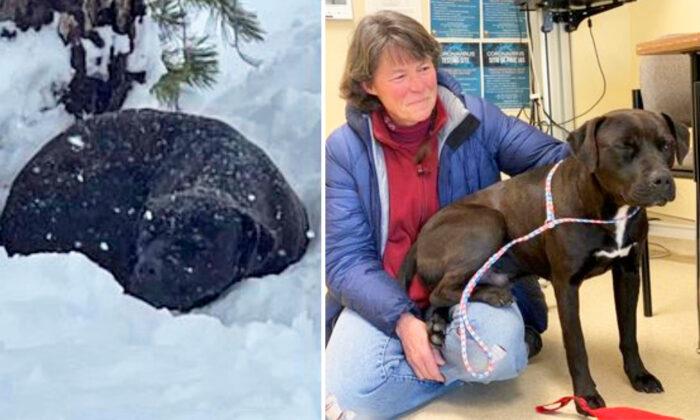 A California Dog That Was Lost and Found Months Later in Deep Snow Is Reunited With Owner
