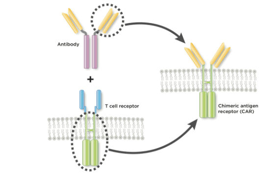 Screenshot of how CAR T-cells are engineered. (mskcc.org/screenshot by The Epoch Times)