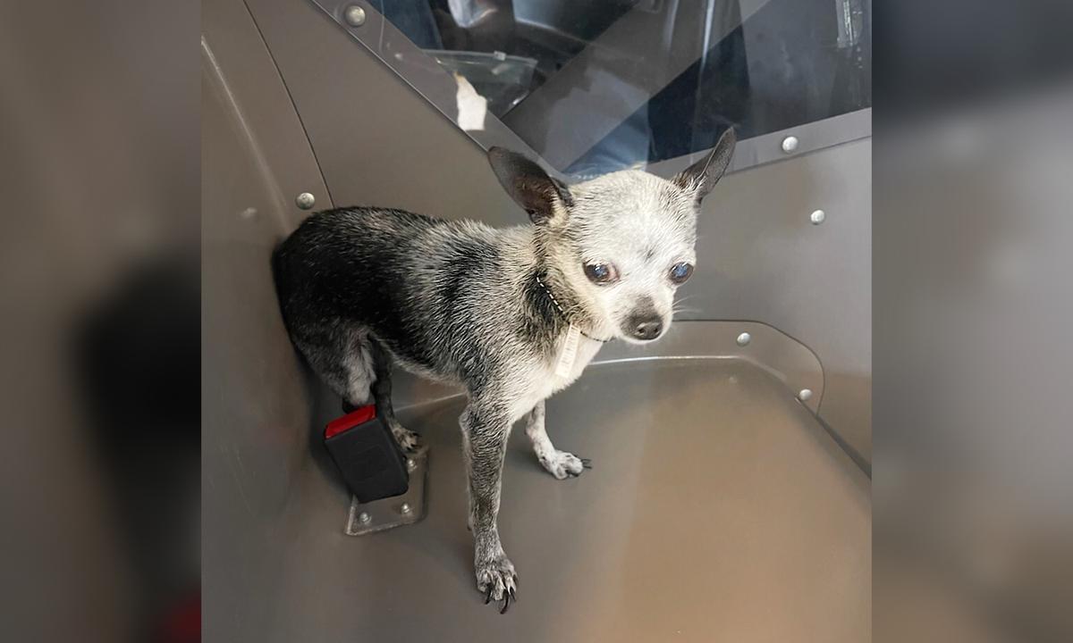 Tiny Family Dog Runs Away, Somehow Ends Up on Beach 70 Miles Away, Before Being Reunited With Owners