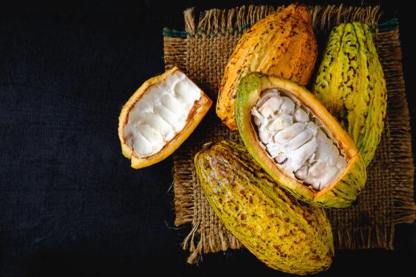 Chocolate is made from cacao beans, the seeds of the cacao tree. (Narong Khueankaew/Shutterstock)