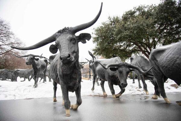 Snow lies on the ground and on the backs of sculptures at the Dallas Cattle Drive Sculptures after a winter storm on Feb. 3, 2022, in Dallas. (Emil Lippe/Getty Images)