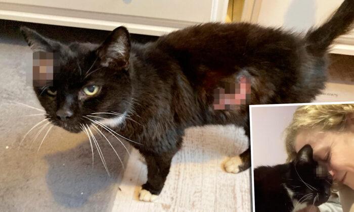 ‘Wonder Cat’ Found, Reunited With Her Family After Running Away From Home 14 Years Ago