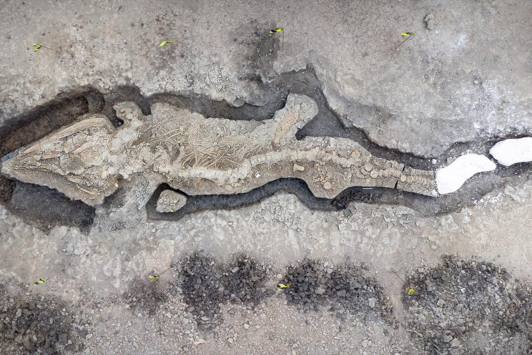 Conservationist Stumbles on 180-Million-Year-Old Ocean Reptile ‘Ichthyosaur’ on Bottom of Lagoon in Rutland, UK