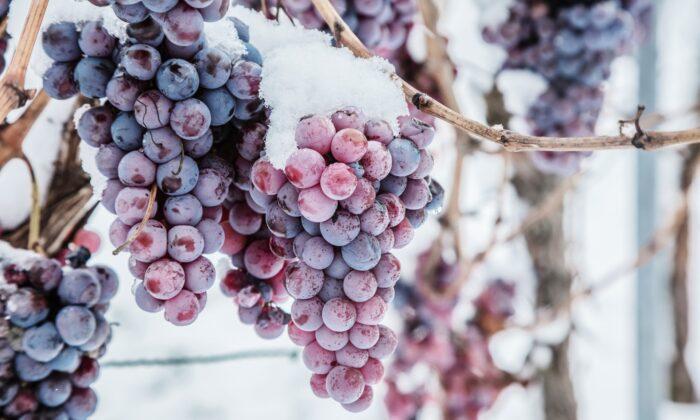 Ice Wine: The Elusive Elixir That Starts With Frozen Grapes