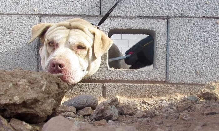 ﻿Dog Rescued, Returned to Family After Good Samaritan Finds Him With Head Stuck in Cement Wall