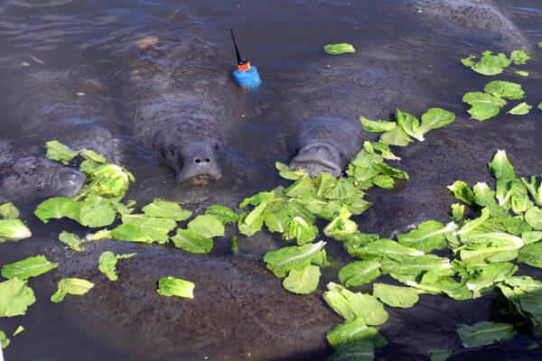 Wild manatees eat Romaine lettuce tossed to them by scientists at a feeding station in Brevard County, Fla., in a waterway warmed by discharge from a Florida Power and Light power plant. (Courtesy of the Florida Fish and Wildlife Conservation Commission)