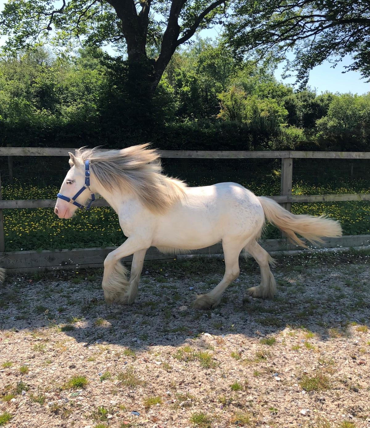 A recent photo of Shiraz galloping. (Courtesy of <a href="https://www.mareandfoal.org/">The Mare and Foal Sanctuary</a>)