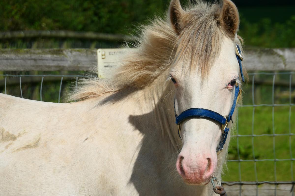 A recent photo of Shiraz. (Courtesy of <a href="https://www.mareandfoal.org/">The Mare and Foal Sanctuary</a>)