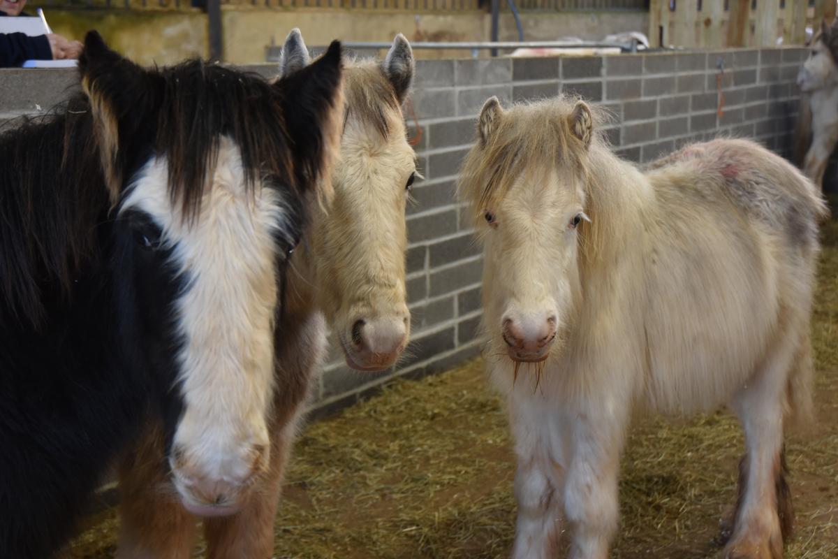 Horses at Honeysuckle sanctuary. (Courtesy of <a href="https://www.mareandfoal.org/">The Mare and Foal Sanctuary</a>)