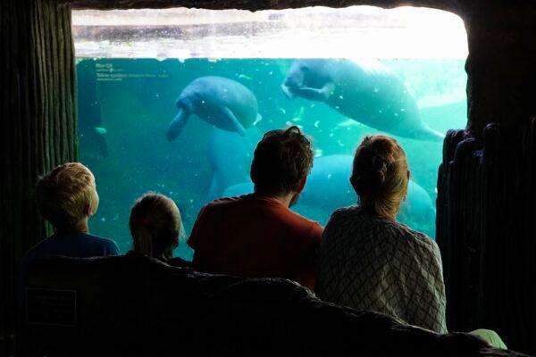 A family watches manatees in an exhibit that doubles as a rehabilitation facility at ZooTampa at Lowry Park in Florida on Jan. 13, 2022. (Courtesy of Natasha Holt)