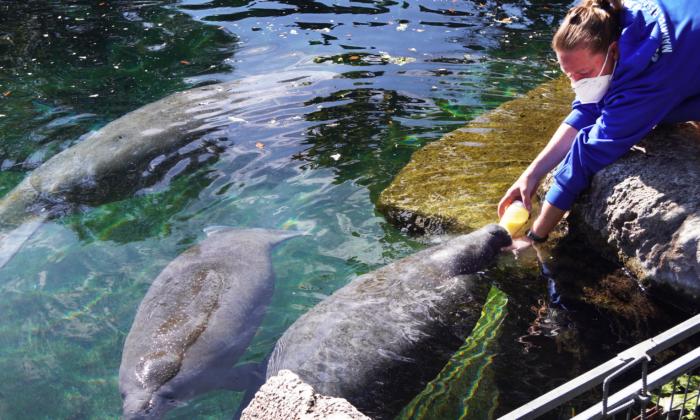 Wildlife Officials in Struggle To Save Starving Manatees in Florida
