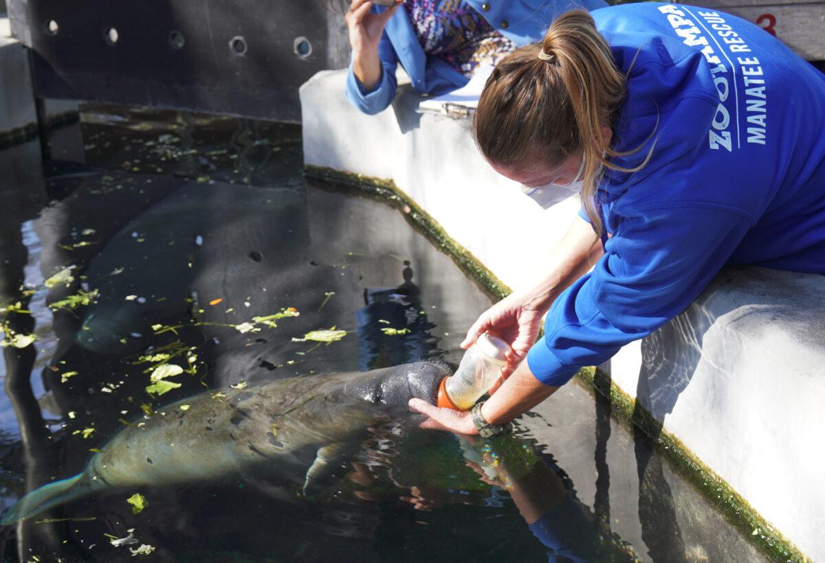 An orphaned manatee calf takes a bottle from zookeeper Jaime Vaccaro at ZooTampa at Lowry Park in Tampa, Fla., on Jan. 13, 2022. (Natasha Holt for The Epoch Times)