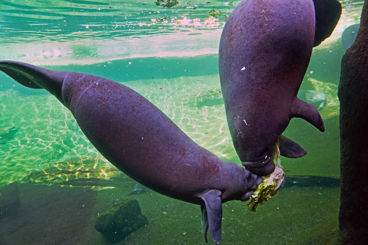 Environmental Groups Ask for Manatees to Be Reclassified as 'Endangered' Again