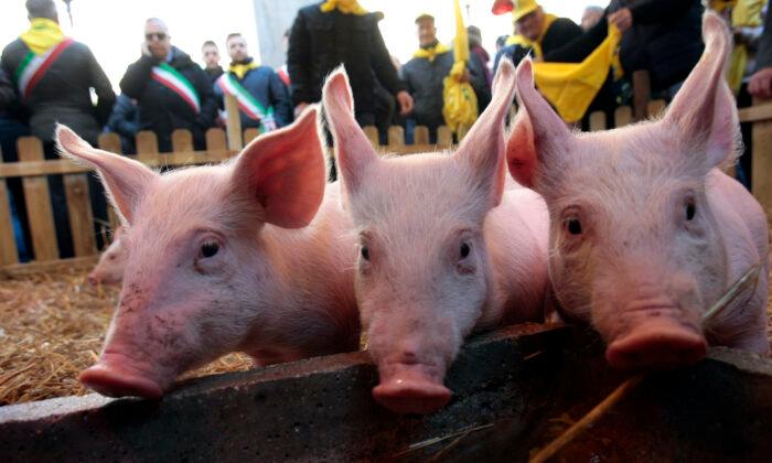 Italy Appoints Commissioner to Deal With Swine Fever Outbreak