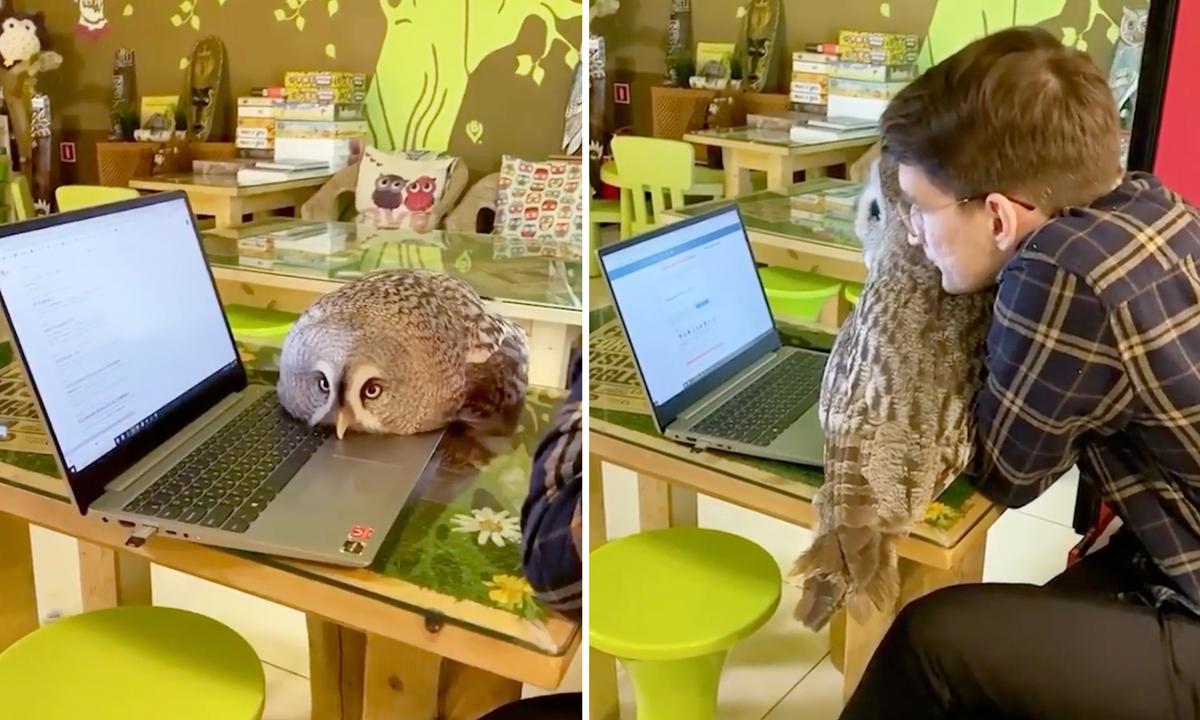 Coffee Shop Manager Features 7 Awesome Hooters at 'Owl House' Café—Where Patrons and Feathered Friends Can Play