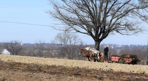 Amish farmer fertilizes the field on the Fischer farm while neighbors rebuild a barn destroyed by fire in Lancaster County, Pa., on Feb. 11, 2022. (Beth Brelje/The Epoch Times)