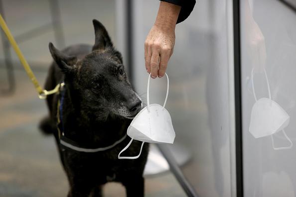 Dogs Can Be Trained to Sniff out COVID-19