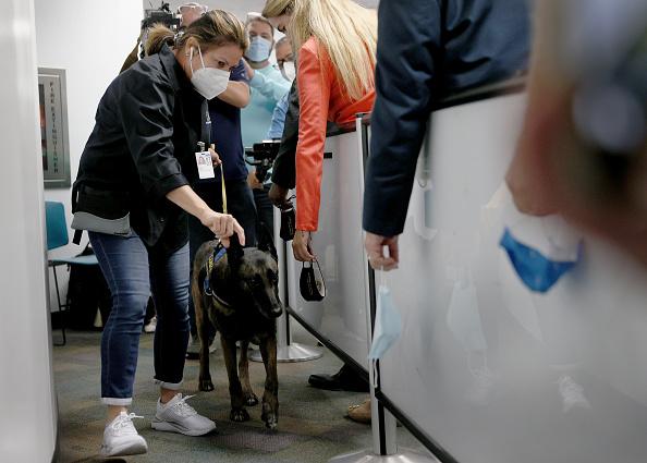 Dogs trained at Florida International University’s International Forensic Research Institute, have a detector accuracy rate from 96 to 99 percent in published peer-reviewed, double-blind trials. (Photo by Joe Raedle/Getty Images)