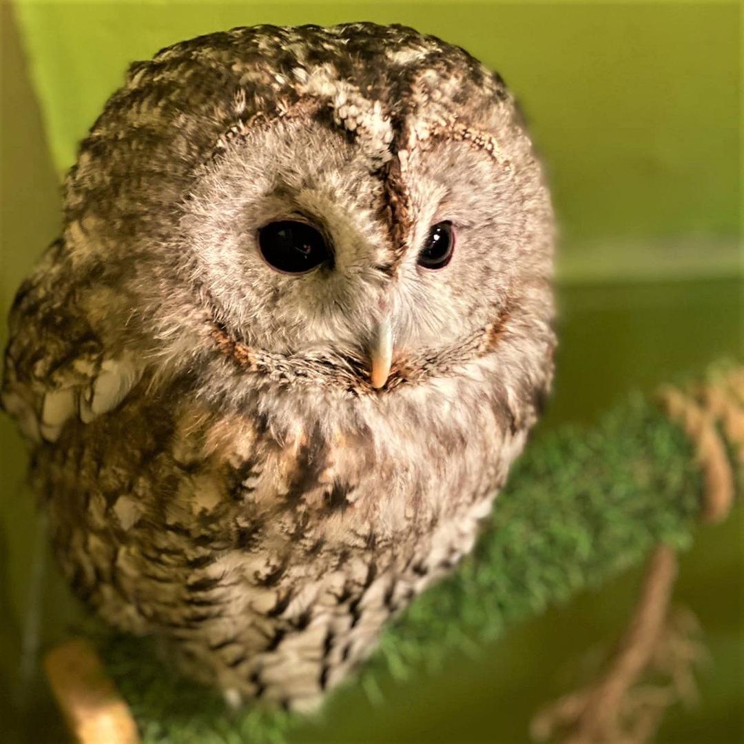  (Courtesy of the <a href="https://www.facebook.com/sovocafe/">Owl House</a>)