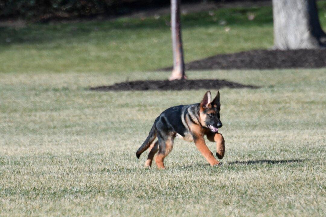 Biden Dog Commander to Make TV Debut During ‘Puppy Bowl’