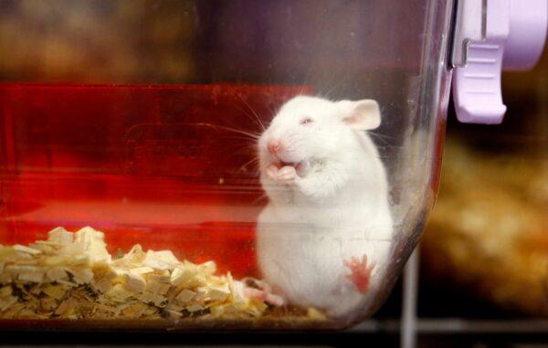 A mouse is seen in a plastic box at the Laboratory Animal Services Center (LASC) of the University of Zurich in Schlieren, Switzerland, on Feb. 7, 2022. (Arnd Wiegmann/Reuters)